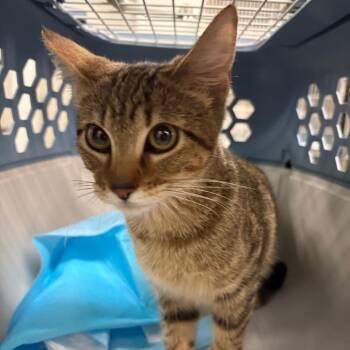 Sophie -  Domestic Short Hair Cat for Adoption in Manhattan, Kansas - Sophie | PetCurious