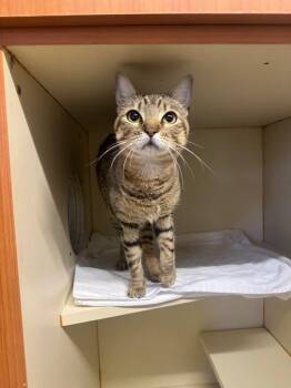 Domestic Short Hair Cats Available for Adoption in Sorrento, Louisiana - Loa | PetCurious