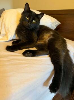 Marlene -  Domestic Long Hair Cat for Adoption in New York, New York - Marlene | PetCurious