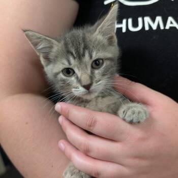 Koala -  Domestic Short Hair Cat for Adoption in Walker, Michigan - Koala | PetCurious