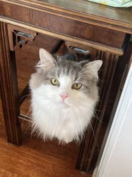 Domestic Medium Hair Cats Available for Adoption in Walled Lake, Michigan - Luna Nes | PetCurious