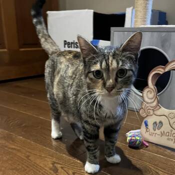Domestic Short Hair Cats Available for Adoption in Overland Park, Kansas - Betty Boop | PetCurious