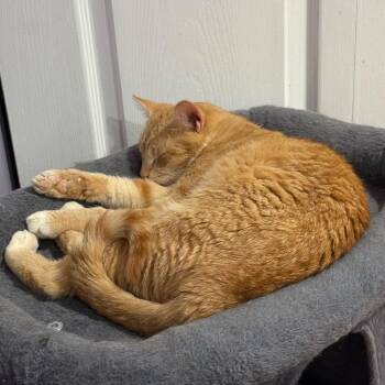 Burnt Orange Dreamsicle -  Domestic Short Hair Cat for Adoption in Gibsonia, Pennsylvania - Burnt Orange Dreamsicle | PetCurious