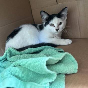 Marella -  Domestic Short Hair Cat for Adoption in Des Moines, Iowa - Marella | PetCurious