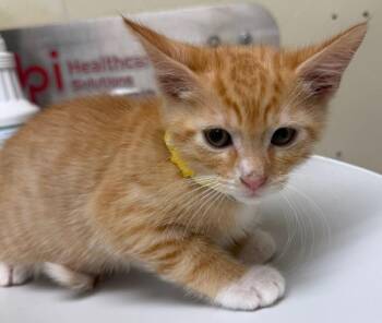 Ironhide -  Domestic Short Hair Cat for Adoption in Black Eagle, Montana - Ironhide | PetCurious