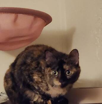 Momma -  Tortoiseshell Cat for Adoption in Mount Pleasant, Texas - Momma | PetCurious