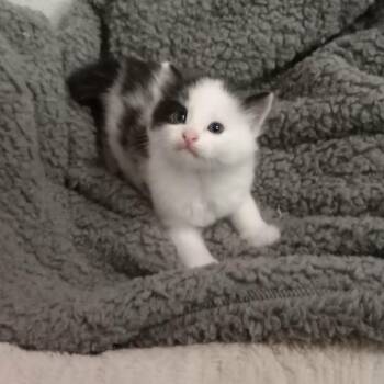 Malachite C12009 -  Domestic Short Hair Cat for Adoption - Malachite C12009 | PetCurious