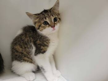 July -  Domestic Short Hair Cat for Adoption in Delson, Quebec - July | PetCurious