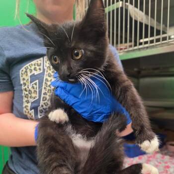 Kevin -  Domestic Short Hair Cat for Adoption in Mount Vernon, Indiana - Kevin | PetCurious