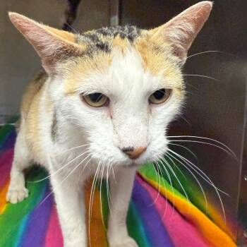 Domestic Short Hair Cats Available for Adoption - Sadie | PetCurious