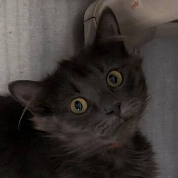 Javadi -  Domestic Long Hair Cat for Adoption in Oak Park, Illinois - Javadi | PetCurious