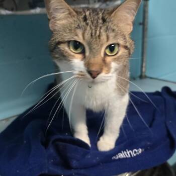 Domestic Short Hair Cats Available for Adoption in Milledgeville, Georgia - Paisley | PetCurious