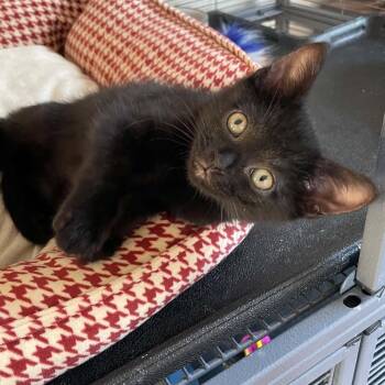 Monday - A Sweet Girl -  Domestic Short Hair Cat for Adoption in Hamilton, Ontario - Monday - A Sweet Girl | PetCurious