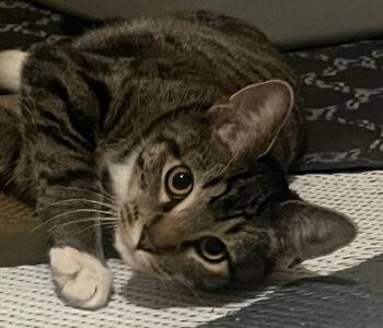 Rescue Tabby and Domestic Short Hair Cats for Adoption in Overland Park, Kansas - Hunter | PetCurious