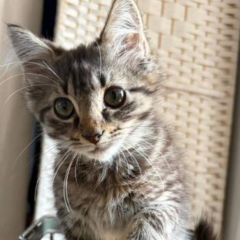 Damon -  Domestic Medium Hair Cat for Adoption in Chapel Hill, North Carolina - Damon | PetCurious