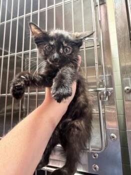 Troll Hunter -  Domestic Short Hair Cat for Adoption in Fort Worth, Texas - Troll Hunter | PetCurious