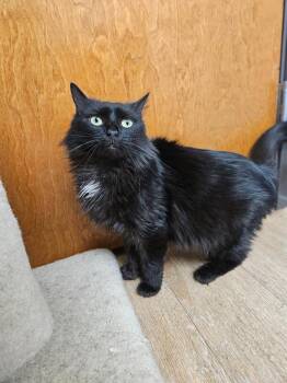 Domestic Long Hair Cats Available for Adoption - Licorice | PetCurious