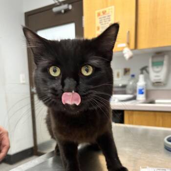 Nimbus -  Domestic Long Hair Cat for Adoption in Durango, Colorado - Nimbus | PetCurious