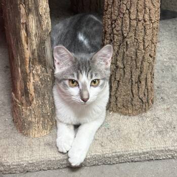 Tootsie Trapper -  Domestic Short Hair Cat for Adoption in Las Vegas, Nevada - Tootsie Trapper | PetCurious