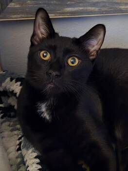 Rescue Domestic Short Hair Cats for Adoption in Villa Park, California - Winnie The Pooh | PetCurious