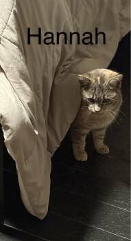 American Shorthair Cats Available for Adoption - Hannah | PetCurious