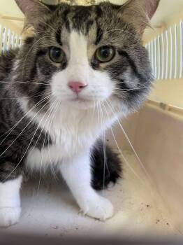 Rescue Domestic Medium Hair Cats for Adoption in Bolton, Ontario - Teddy | PetCurious