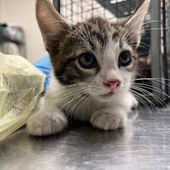 Domestic Short Hair Cats Available for Adoption in Las Vegas, Nevada - WHITE CHOC. MOCHA | PetCurious