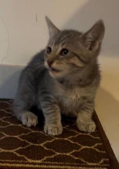 Joy -  Domestic Short Hair Cat for Adoption in East Brunswick, New Jersey - Joy | PetCurious