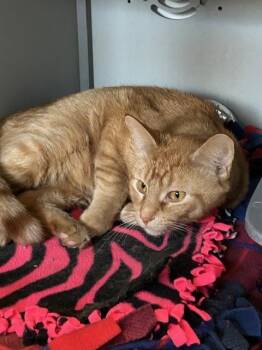 Domestic Short Hair Cats Available for Adoption in Dayton, Minnesota - Hunter | PetCurious