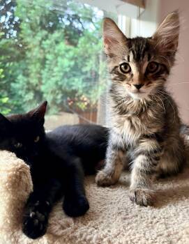 Sammy & Theodore -  Domestic Short Hair and Tabby Cat Available for Adoption in The Dalles, Oregon - Sammy & Theodore | PetCurious