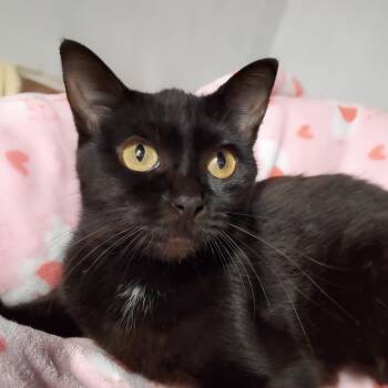 Rosie -  Domestic Short Hair Cat for Adoption in Marseilles, Illinois - Rosie | PetCurious