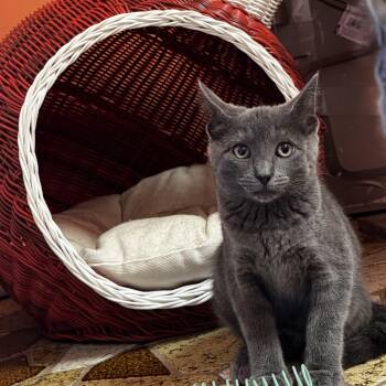 Nimona -  Domestic Short Hair and Russian Blue Cat for Adoption in Mastic, New York - Nimona | PetCurious