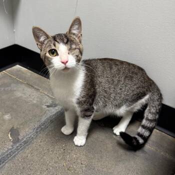 Jaws -  Domestic Short Hair Cat for Adoption in Normal, Illinois - Jaws | PetCurious