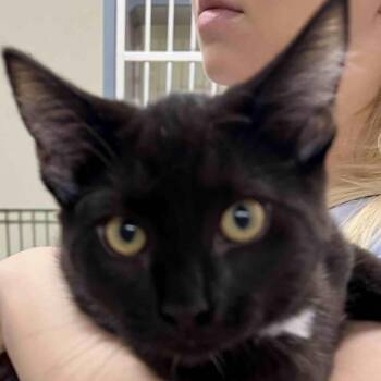 Roger -  Domestic Short Hair Cat for Adoption in Colorado Springs, Colorado - Roger | PetCurious