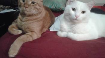 Rescue Tabby Cats for Adoption in Parkland, Florida - Phoenix | PetCurious