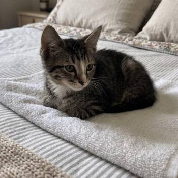 Bronco -  Domestic Short Hair Cat for Adoption in Fort Lauderdale, Florida - Bronco | PetCurious