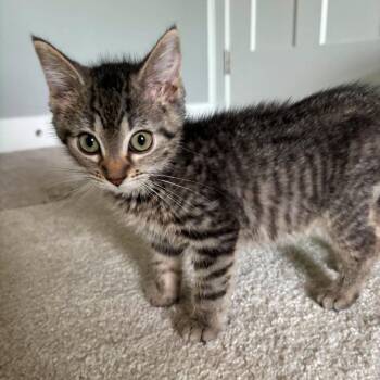 Furby -  Domestic Short Hair Cat for Adoption in Jarrettsville, Maryland - Furby | PetCurious