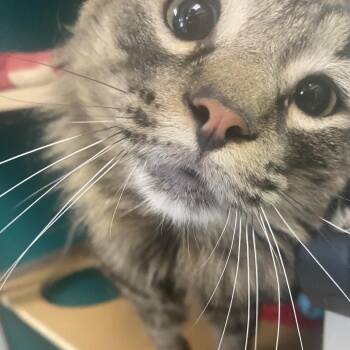 Double Stuft Oreo -  Domestic Long Hair Cat for Adoption in Belleville, Illinois - Double Stuft Oreo | PetCurious