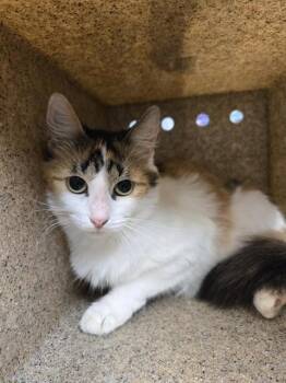 TINA -  Domestic Long Hair and Domestic Short Hair Cat for Adoption in Tallahassee, Florida - TINA | PetCurious