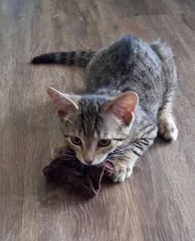 Mitzi -  Domestic Short Hair Cat for Adoption in Broomall, Pennsylvania - Mitzi | PetCurious