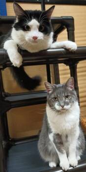 Domestic Short Hair Cats Available for Adoption in Herndon, Virginia - Firefly (& Gideon) Bonded | PetCurious
