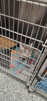 Domestic Short Hair Cats Available for Adoption in Republic, Missouri - Dos | PetCurious