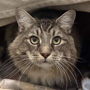 Mike -  Domestic Medium Hair Cat for Adoption in Walnut Creek, California - Mike | PetCurious