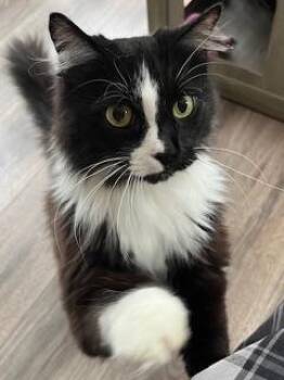 PORSCHE -  Domestic Short Hair Cat for Adoption in Franklin, Tennessee - PORSCHE | PetCurious