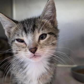 Victor -  Domestic Short Hair Cat for Adoption in Council Bluffs, Iowa - Victor | PetCurious