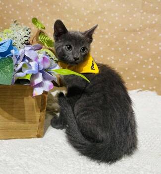 Domestic Short Hair Cats Available for Adoption in Groveland, Massachusetts - Finn | PetCurious