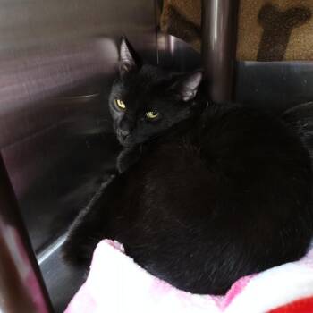 Loki -  Domestic Short Hair Cat for Adoption in Las Vegas, Nevada - Loki | PetCurious