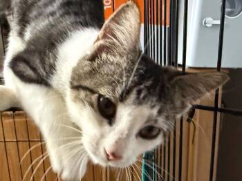 Smokey -  Domestic Short Hair Cat for Adoption in Stockbridge, Georgia - Smokey | PetCurious