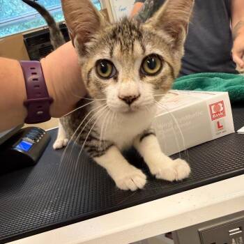 Sandstorm -  Domestic Short Hair Cat for Adoption in Lake Panasoffkee, Florida - Sandstorm | PetCurious