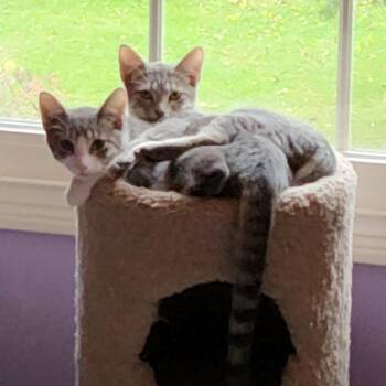 Lakota -  Domestic Short Hair Cat for Adoption in La Grange, Kentucky - Lakota | PetCurious